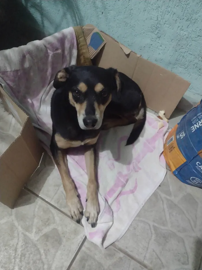 Cachorro ra a SRD-ViraLata idade 2 anos nome nego