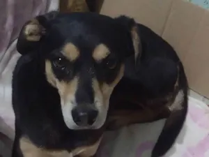 Cachorro raça SRD-ViraLata idade 2 anos nome nego