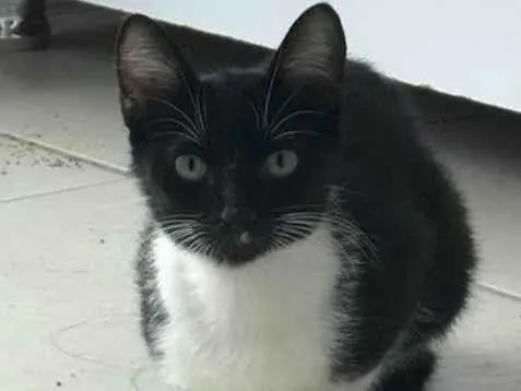 Gato ra a Srd idade 2 a 6 meses nome Mia