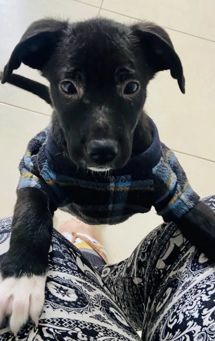 Cachorro ra a SRD-ViraLata idade Abaixo de 2 meses nome Stella
