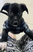 Stella