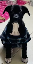 Stella