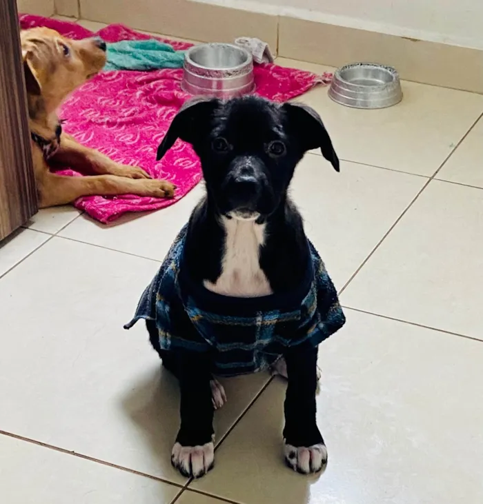 Cachorro ra a SRD-ViraLata idade Abaixo de 2 meses nome Stella