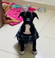 Stella