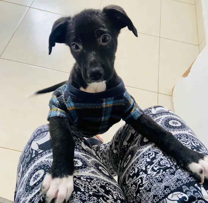 Cachorro ra a SRD-ViraLata idade Abaixo de 2 meses nome Stella