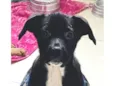 Stella