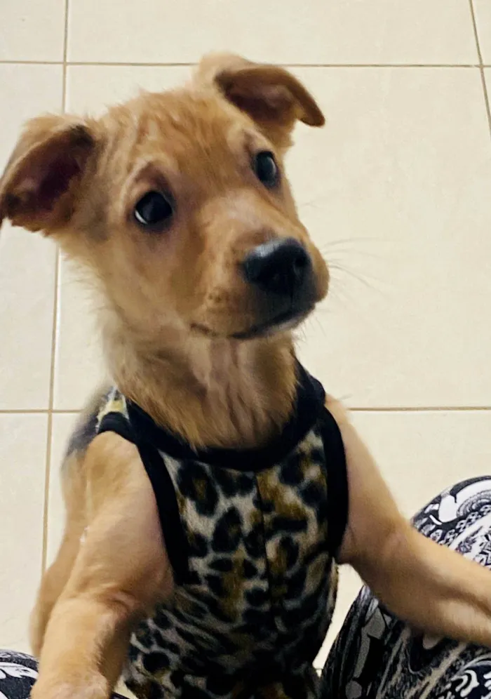 Cachorro ra a SRD-ViraLata idade Abaixo de 2 meses nome Brahma (Caramelo)