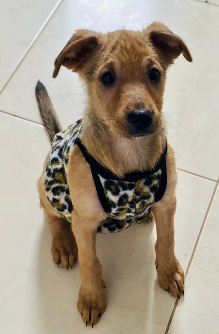 Cachorro ra a SRD-ViraLata idade Abaixo de 2 meses nome Brahma (Caramelo)