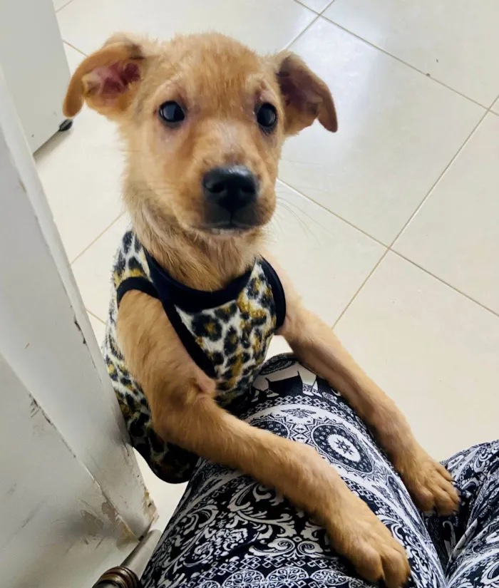 Cachorro ra a SRD-ViraLata idade Abaixo de 2 meses nome Brahma (Caramelo)