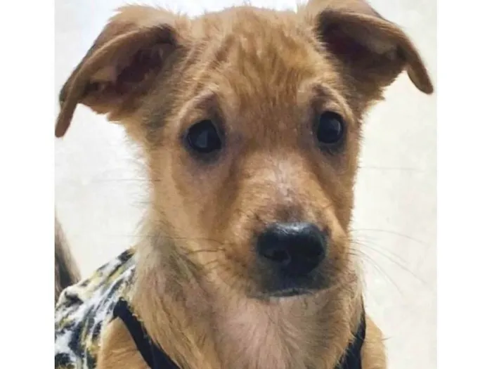 Cachorro ra a SRD-ViraLata idade Abaixo de 2 meses nome Brahma (Caramelo)