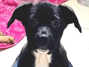 Cachorro raça SRD-ViraLata idade Abaixo de 2 meses nome Stella