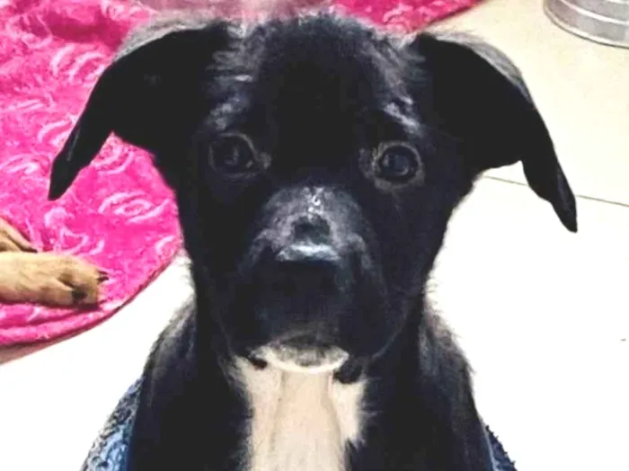 Cachorro ra a SRD-ViraLata idade Abaixo de 2 meses nome Stella