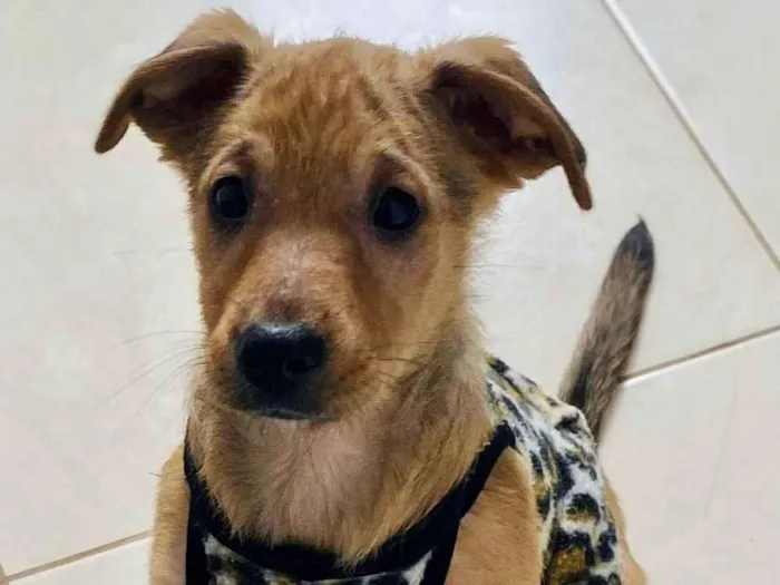 Cachorro ra a SRD-ViraLata idade Abaixo de 2 meses nome Brahma (Caramelo)