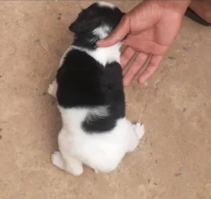 Cachorro raça SRD-ViraLata idade Abaixo de 2 meses nome N tem Nome
