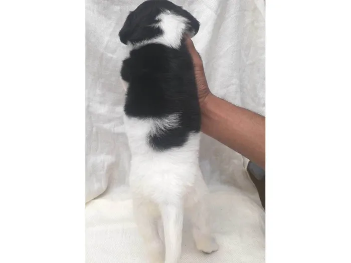 Cachorro ra a SRD-ViraLata idade Abaixo de 2 meses nome N tem Nome