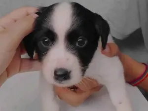 Cachorro raça SRD-ViraLata idade Abaixo de 2 meses nome Jack wally juno