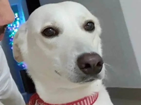 Cachorro ra a Mista idade 2 anos nome Luna