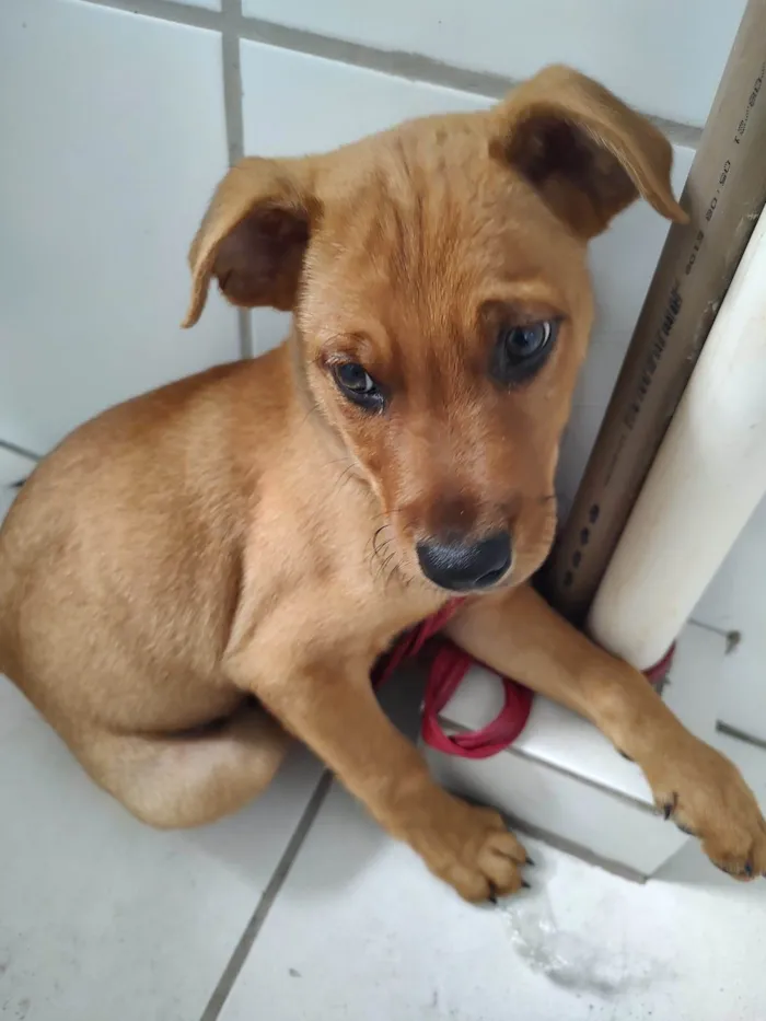 Cachorro ra a SRD-ViraLata idade 2 a 6 meses nome ASSAF