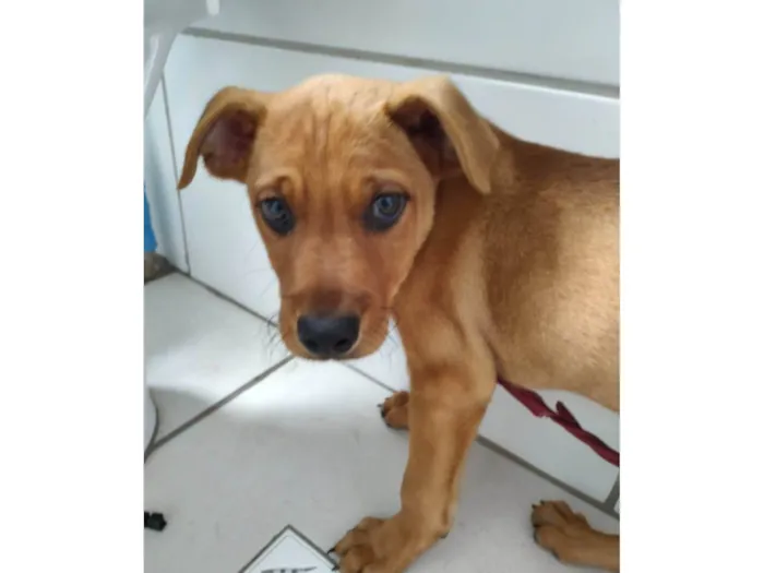 Cachorro ra a SRD-ViraLata idade 2 a 6 meses nome ASSAF