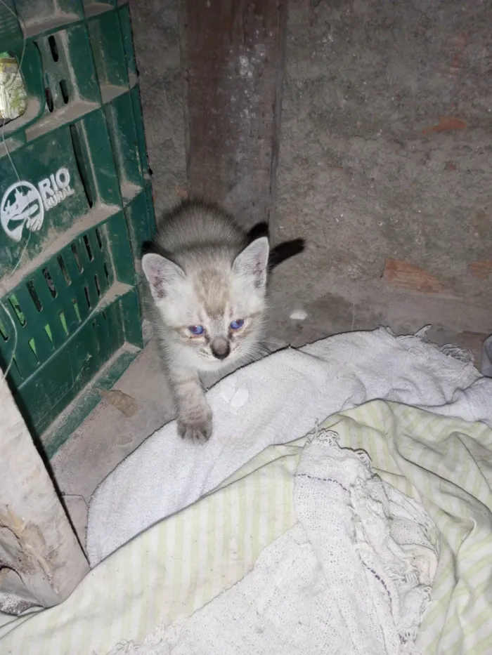 Gato ra a SRD-ViraLata idade Abaixo de 2 meses nome Sem nome