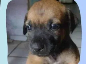 Cachorro raça SRD-ViraLata idade 2 a 6 meses nome Sem nome