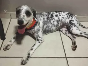 Cachorro raça SRD idade 2 anos nome Panda