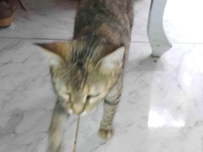 Gato ra a Sem raça  idade 1 ano nome Filote