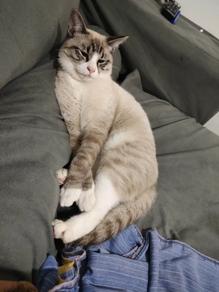 Gato ra a SRD-ViraLata idade 7 a 11 meses nome Faísca 