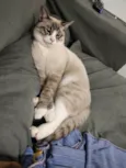 Faísca