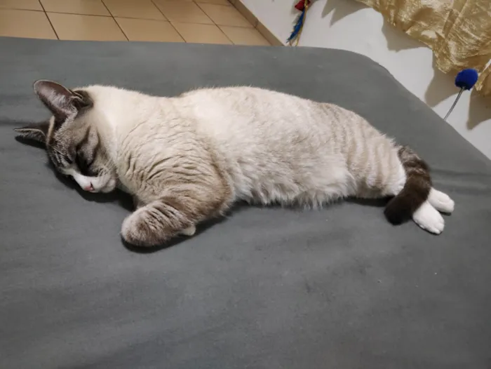 Gato ra a SRD-ViraLata idade 7 a 11 meses nome Faísca 