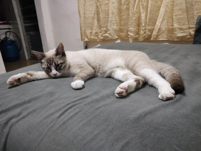 Gato ra a SRD-ViraLata idade 7 a 11 meses nome Faísca 