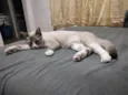 Faísca