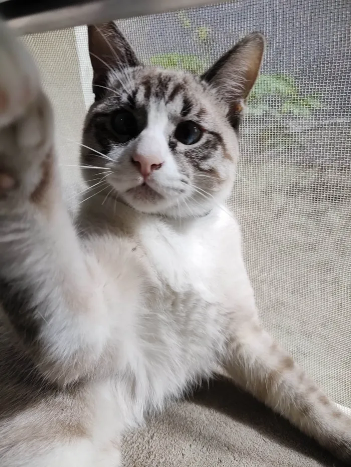 Gato ra a SRD-ViraLata idade 7 a 11 meses nome Faísca 