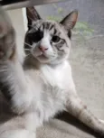 Faísca