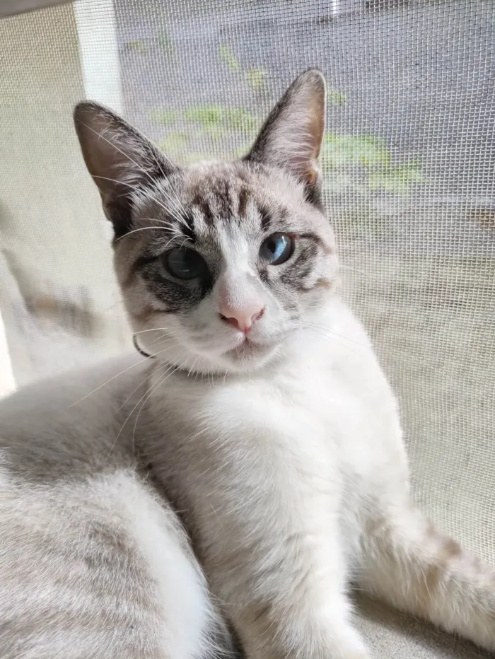 Gato ra a SRD-ViraLata idade 7 a 11 meses nome Faísca 