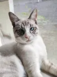 Faísca