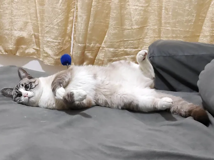 Gato ra a SRD-ViraLata idade 7 a 11 meses nome Faísca 
