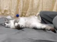Faísca