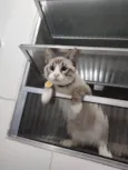 Faísca 