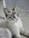 Faísca 