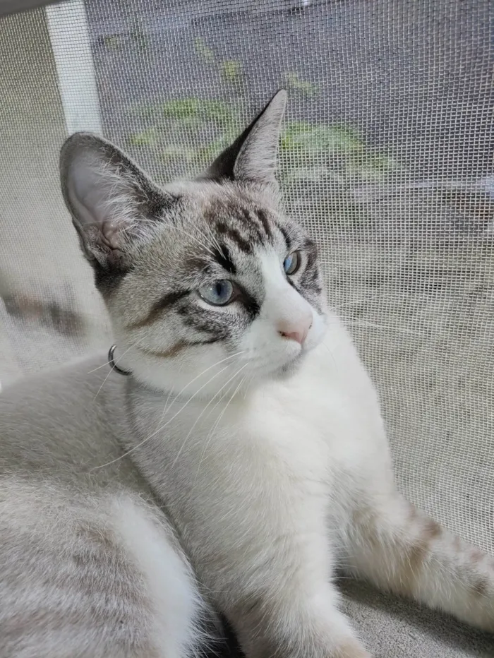 Gato ra a SRD-ViraLata idade 7 a 11 meses nome Faísca 
