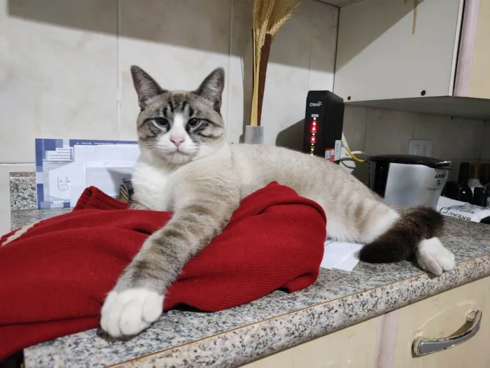 Gato ra a SRD-ViraLata idade 7 a 11 meses nome Faísca 