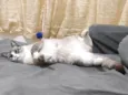 Faísca