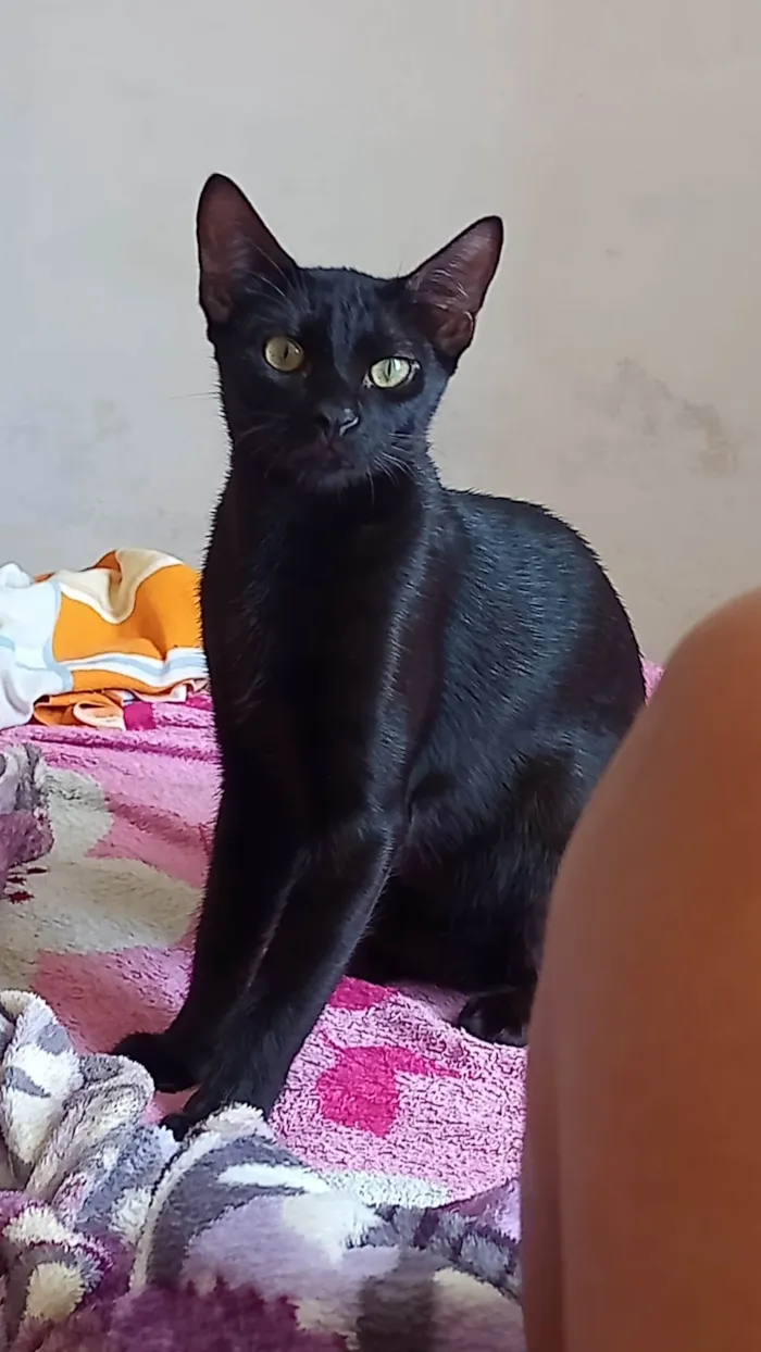 Gato ra a Vira lata  idade 7 a 11 meses nome Zeus