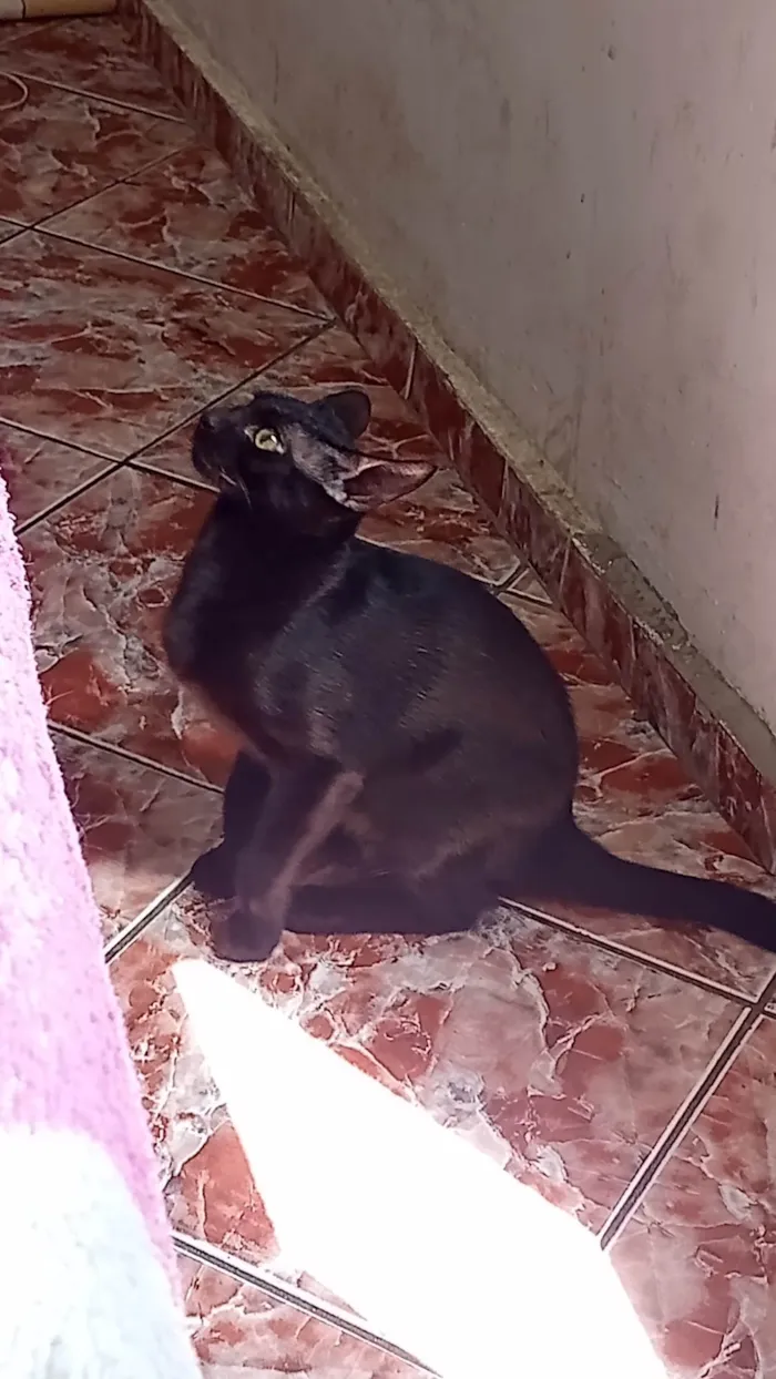 Gato ra a Vira lata  idade 7 a 11 meses nome Zeus