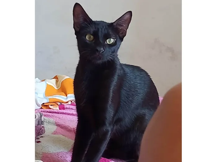 Gato ra a Vira lata  idade 7 a 11 meses nome Zeus