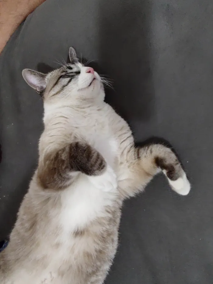 Gato ra a SRD-ViraLata idade 7 a 11 meses nome Faísca 