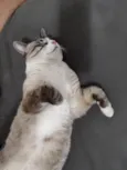 Faísca