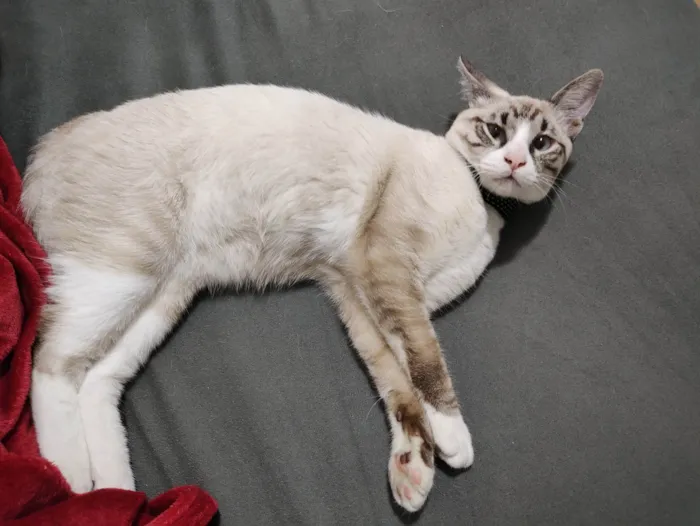 Gato ra a SRD-ViraLata idade 7 a 11 meses nome Faísca 