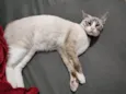 Faísca
